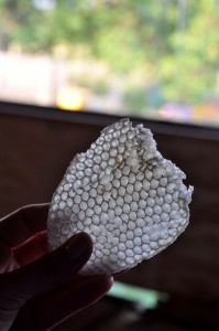 Jak się robi miód ?!