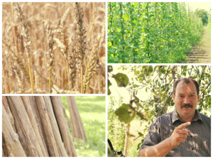 Trzy Znaki Smaku czyli o fasoli i wiśni słów kilka